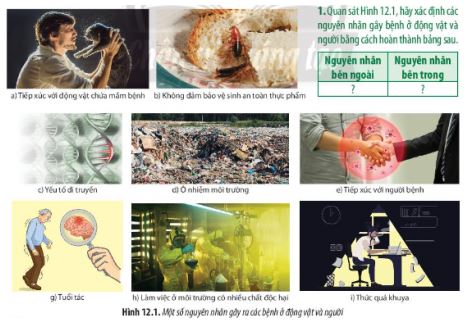 Sinh 11 Chân trời sáng tạo bài 12