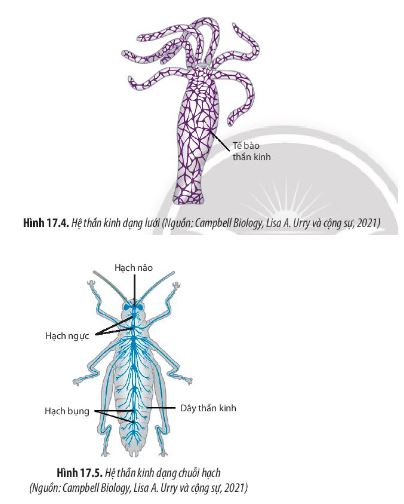 Sinh 11 Chân trời sáng tạo bài 17