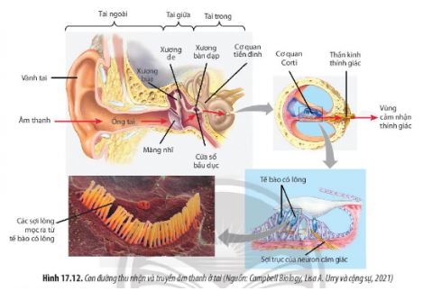 Sinh 11 Chân trời sáng tạo bài 17