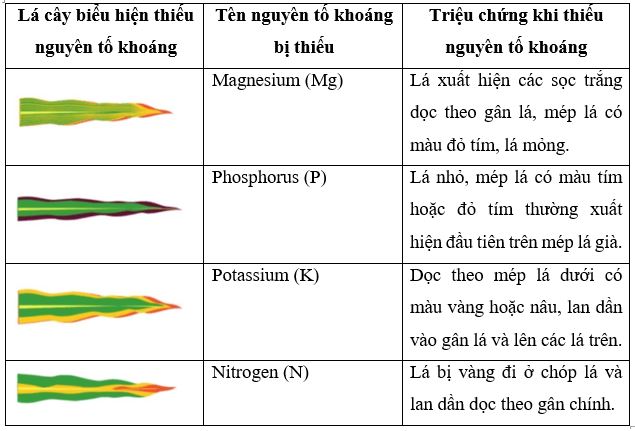 Luyện tập trang 11 Sinh học 11