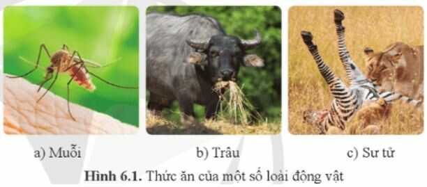 Mở đầu trang 40 Sinh học 11