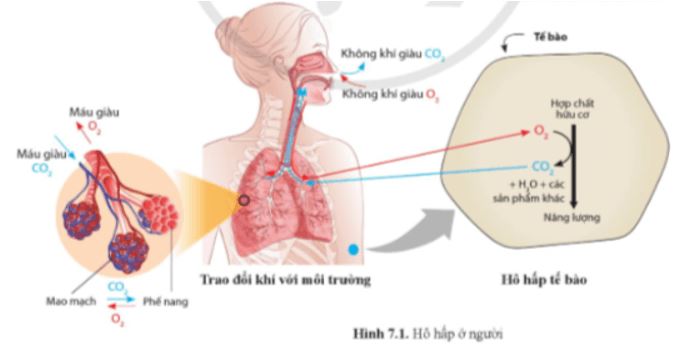 Câu hỏi trang 45 Sinh học 11
