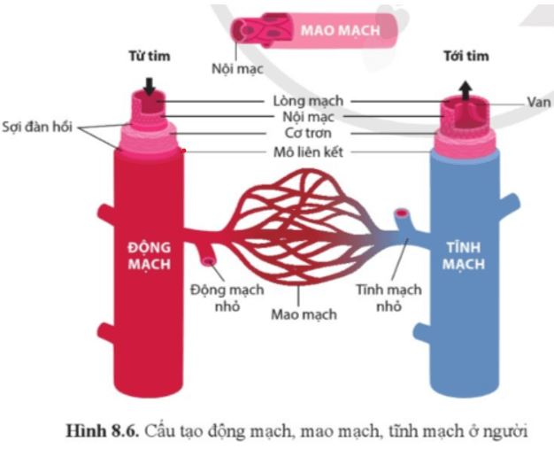 Câu hỏi trang 53 Sinh học 11