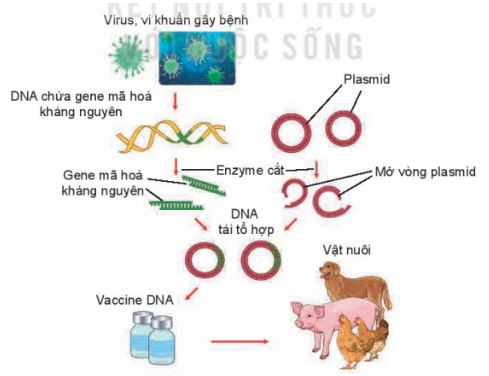 Công nghệ 11 Kết nối tri thức bài ôn tập chương 4