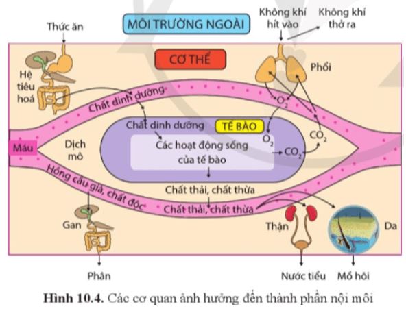Câu hỏi trang 71 Sinh học 11