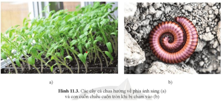 Giải Sinh học 11 trang 76