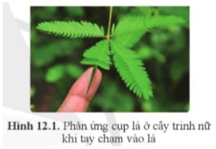Mở đầu trang 78 Sinh học 11