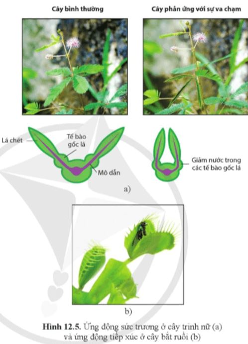 Giải Sinh học 11 trang 82