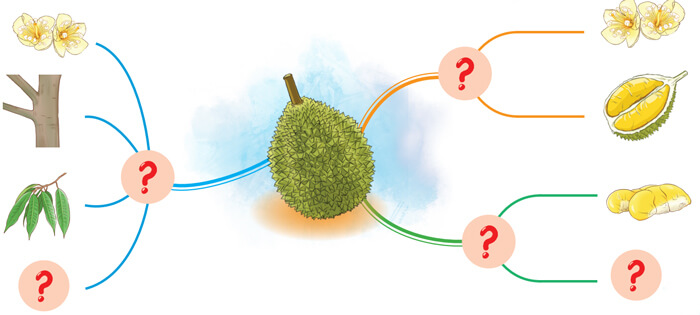 Quan sát, tìm ý cho bài văn miêu tả cây cối lớp 4