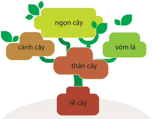 Đọc: Cây đa quê hương lớp 4