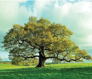 Luyện viết đoạn văn miêu tả cây cối lớp 4