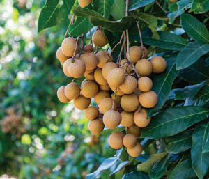 Luyện viết đoạn văn miêu tả cây cối lớp 4