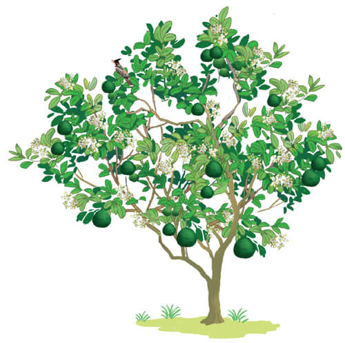 Viết: Quan sát cây cối