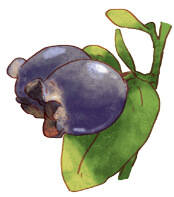 Tìm hiểu cách viết bài văn miêu tả cây cối lớp 4