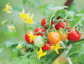 Tìm hiểu cách viết bài văn miêu tả cây cối (tiếp theo) lớp 4