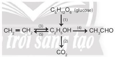 Hóa 11 Chân trời sáng tạo bài 16