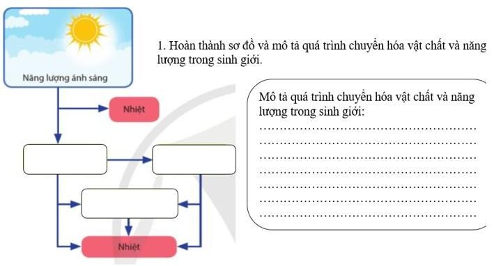 Giáo án Sinh 11 Cánh diều