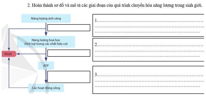 Giáo án Sinh 11 Cánh diều
