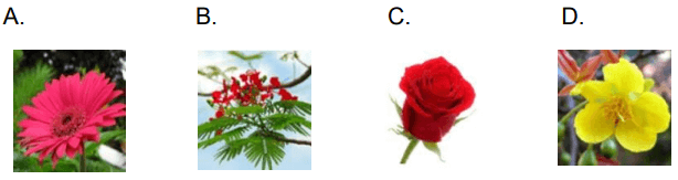 Đề thi Trạng Nguyên Toàn Tài lớp 1 năm 2023