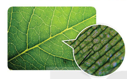 Để quan sát gân của một lá cây ta có thể dùng kính lúp. Tuy nhiên, để quan sát tế bào