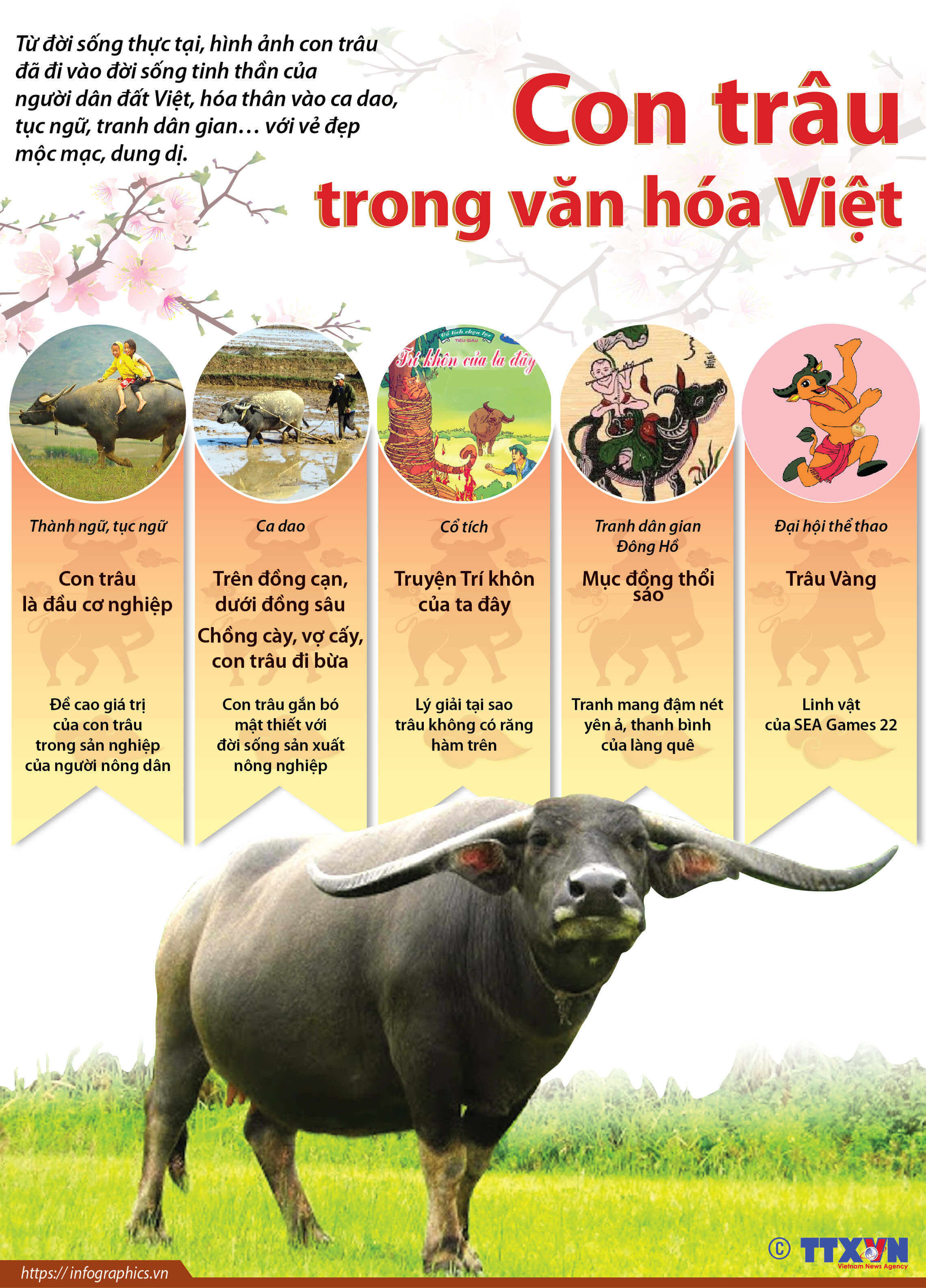 Dàn ý thuyết minh về con trâu