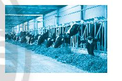 Sách bài tập Công nghệ 7 Bài 8: Nghề chăn nuôi ở Việt Nam - Chân trời sáng tạo (ảnh 1)