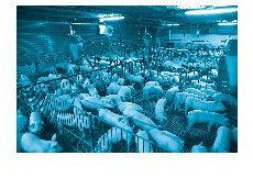 Sách bài tập Công nghệ 7 Bài 8: Nghề chăn nuôi ở Việt Nam - Chân trời sáng tạo (ảnh 1)