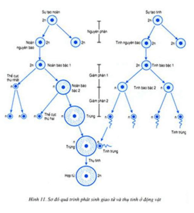 So sánh phát sinh giao tử đực và cái?