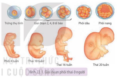 Sinh học 11 Kết nối tri thức bài 22