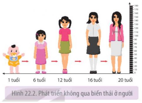Sinh học 11 Kết nối tri thức bài 22