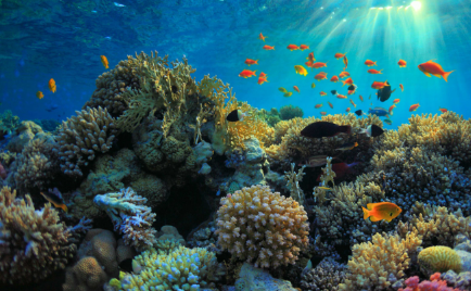 Hệ sinh thái san hô