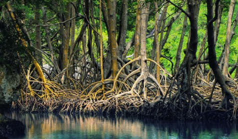 Hệ sinh thái nước mặn