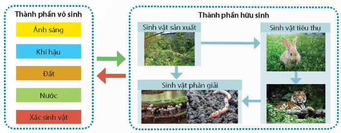 Thành phần cấu trúc hệ sinh thái