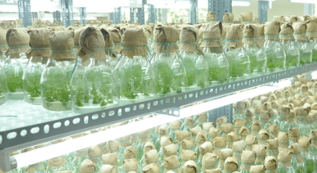 Nhân giống cây trồng