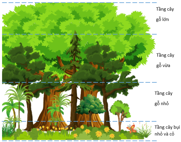 Sự phân tầng của các quần thể thực vật trong rừng mưa nhiệt đới