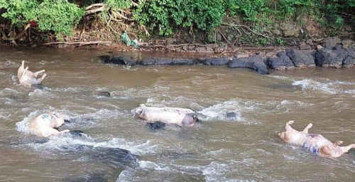 Dịch bệnh ở động vật