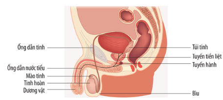 Cấu tạo cơ quan sinh dục nam