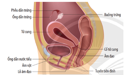 Cấu tạo cơ quan sinh dục nữ
