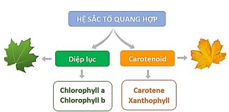 Đề cương ôn tập thi giữa học kì 1 môn Sinh học 11 Kết nối tri thức