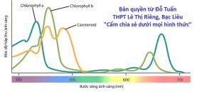 Đề cương ôn tập thi giữa học kì 1 môn Sinh học 11 Kết nối tri thức