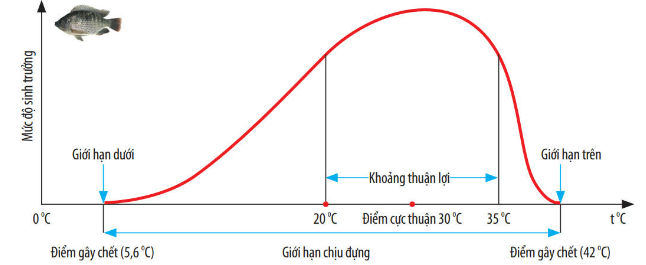 Giới hạn nhiệt độ của cá rô phi ở Việt Nam
