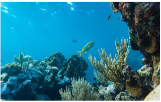 Môi trường dưới nước