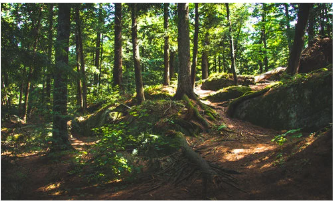 Môi trường trên cạn