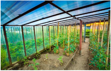 Nuôi cấy các thực vật