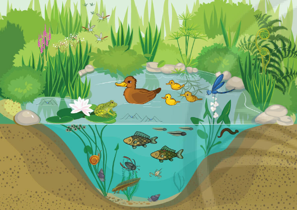 Quần xã sinh vật vùng nước nông