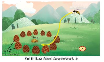 Sinh học 11 Chân trời sáng tạo bài 18