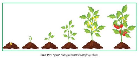 Sinh học 11 Chân trời sáng tạo bài 19