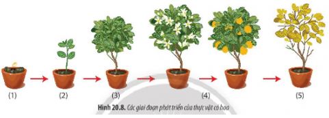 Sinh học 11 Chân trời sáng tạo bài 20