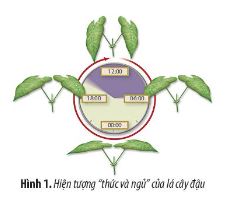 Sinh học 11 Chân trời sáng tạo bài Ôn tập chương 2