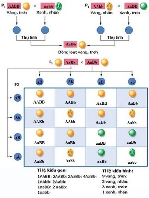 Sơ đồ lai hai tính trạng